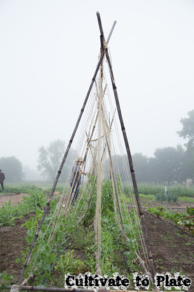 Garden Travels